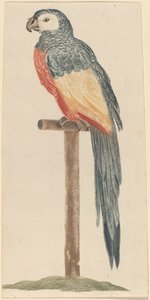 オウム、1680年代1690年代。 作： Workshop of Johann Teyler