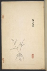 または 13347 B f.2r 「Du Cao (有毒植物)」の平面図 (紙にインクとカラー) 作： Wu Qijun