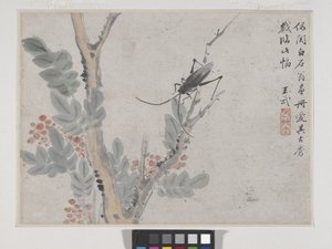 蟲と木 沈周後（紙に墨と彩色） 作： Wu Wang