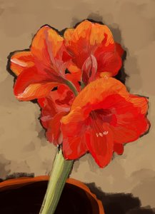 鮮やかなアマリリスの花