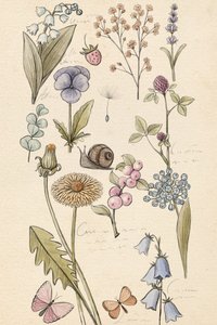 植物の図解 作： 