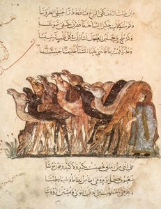 Ms Ar 5847 f.101、ラクダの群れ、Al Maqamat（The Meetings）、Al Hariri、c.1240（1258010も参照） 作： Yahya ibn Mahmud Al Wasiti