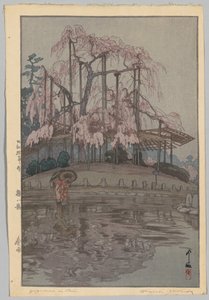 桜八景 春雨（さくらはちだい：春雨）