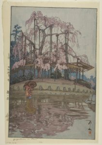 雨のヨザクラ