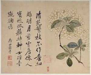 紫陽花、10枚の葉のアルバムから 作： Shouping Yun