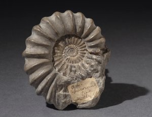 約1億8500万年前のアンモナイトの化石（写真 作： Hippolyte Lalaise Devéria