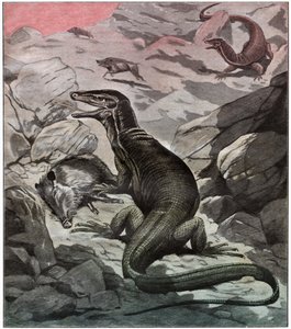 アジアのウォーターモニター、1925年頃