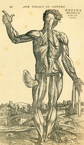 アンドレアス・ヴェサリウスの『De Humani Corporis Fabrica Libri Septem』に掲載された解剖学的研究である男性人体の背面（バーゼル刊 作： Ferdinand Georg Waldmuller