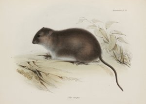 ブッシュまたはブラウンフィート・ラット（オーストラリア、1832年～1836年頃