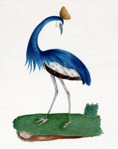 カンムリサギ 作： . .