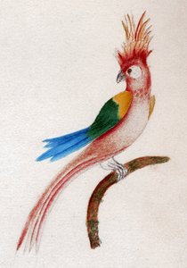 カンムリインコ 作： . .