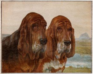 サン・ヒューバートやブラッドハウンドの犬たち。1925年(イラスト) 作： . .