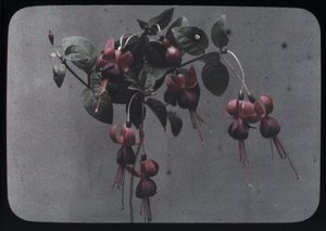 "Fucshia" 作： Frederick (attr. to) Barnard