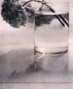 あじさい（1907年頃 作： John Pardon