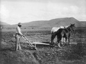 土地を耕すインディアン、アリゾナ州サカトン インディアン居留地、1909 年頃（白黒写真）