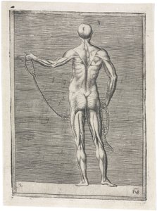 筋肉 男性の筋骨格の解剖学的研究；ロープを持つ男性、1555年頃 作： Frederick (attr. to) Barnard
