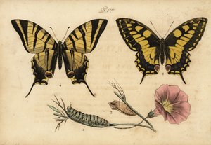 旧世界のアゲハ（Papillo machaon）1,2,3と希少なアゲハ（Iphiclides podalirius）4 作： John Pardon
