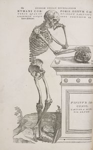 骸骨 人間の関節骨格を横から見たところ 作： Frederick (attr. to) Barnard