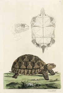 クサガメ