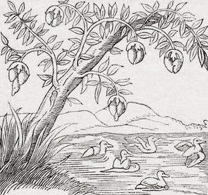 鳥の木 作： . .
