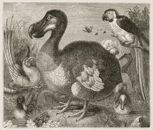 The Dodo