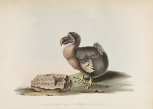 The Dodo 作： John Pardon