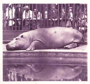 The Hippopotamus at Zoological Gardens, Regents Park", London 作： John Pardon