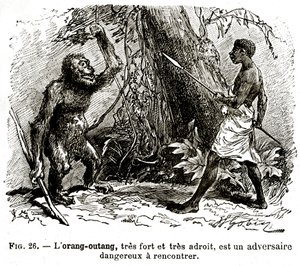 オランウタンは非常に強く、非常に巧妙で、会うのは危険な敵です 作： . .