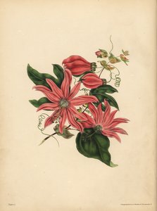 パッションフラワー（Passiflora racemosa）のレースモース、宗教的迷信 作： John Pardon