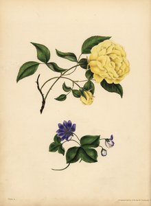甘い香りのチャイナローズ（Rosa chinensis）は「Infidelity」、ブルーのヘパティカ（Hepatica nobilis）は「Confidence」。 作： John Pardon