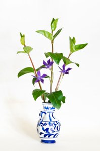 花瓶に咲くツルニチニチソウ (ツルニチニチソウ) の 3 つの茎 (写真) 作： . .