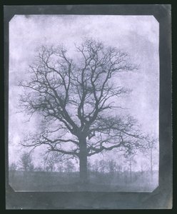 冬の木 19世紀半ば 作： Frederick (attr. to) Barnard