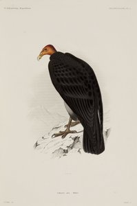 トルコハゲタカ（チリ