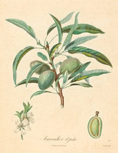 イタリアのアーモンドの木 作： after A. Poiteau