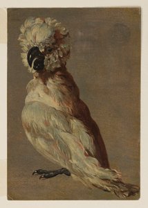 白茶色のオウム 作： after Frans Snyders