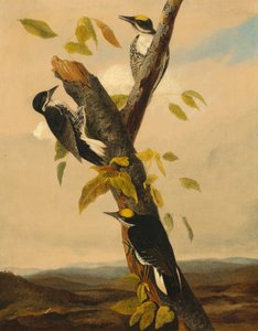 黒背の 3 つま先のキツツキ 作： after John James Audubon Joseph Bartholomew Kidd