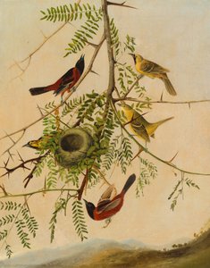 オーチャード オリオール 作： after John James Audubon Joseph Bartholomew Kidd