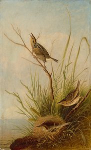 シャープテールフィンチ 作： after John James Audubon Joseph Bartholomew Kidd