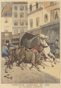 1895年の農業ショー。逃亡した雄牛