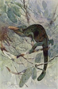 アフリカのカメレオン 作： after Wilhelm Kuhnert