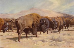 アメリカバイソン 作： after Wilhelm Kuhnert