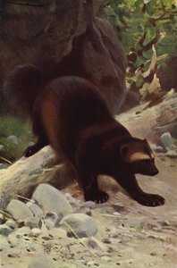 大食いまたはウルヴァリン 作： after Wilhelm Kuhnert