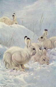 山うさぎ 作： after Wilhelm Kuhnert