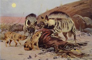 ストライプハイエナとジャッカル 作： after Wilhelm Kuhnert