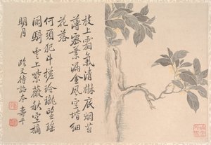 カシアの木 作： 匿名