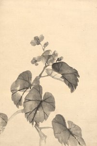 満開のベゴニアの枝 作： attributed to Kono Bairei