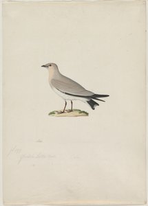 スモールプラチンコール (Glareola lactea) 作： attributed to Paul Hüet