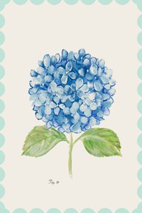 青いアジサイのイラスト