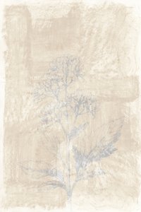色あせた植物スケッチ 作： cartissi