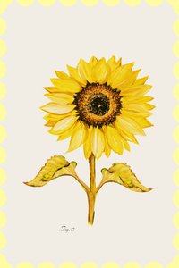 黄金色のひまわりの花 作： cartissi